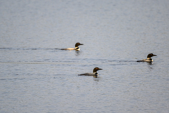 Loons on Soroski Lake.