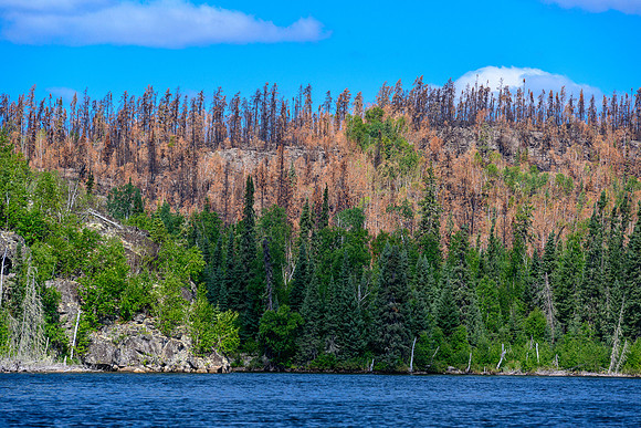 Recent burn on Settee Lake.
