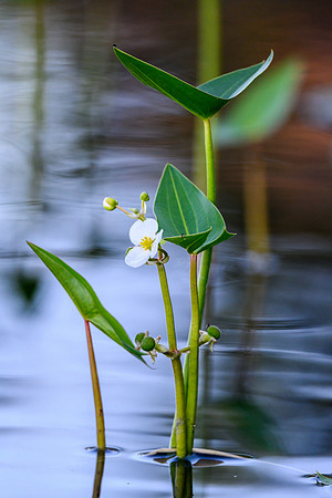 Water plants on Colin Lake.