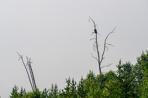 A bald eagle on Irving Lake.