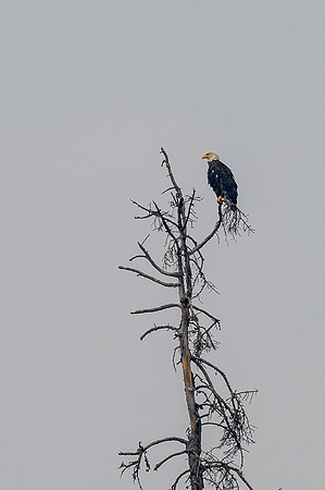 A bald eagle on Drope Lake.