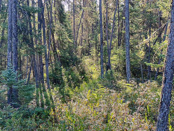 The 720m portage between Robertson and Solymos Lake.
