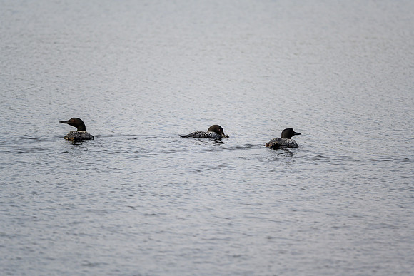 Loons on Soroski Lake.