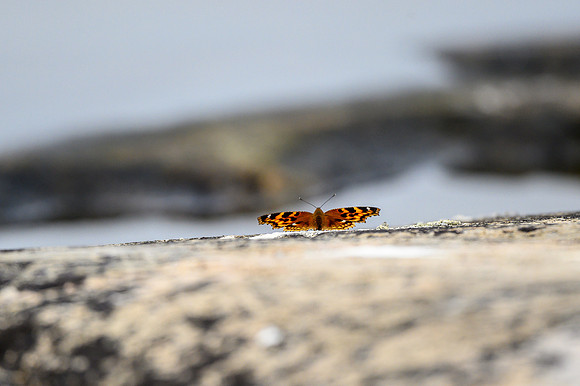 Butterflies on Soroski Lake.