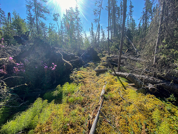 The 720m portage between Robertson and Solymos Lake.