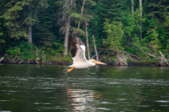 A pelican on the Churchill River.