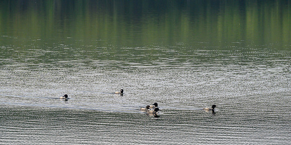 Loons on Soroski Lake.