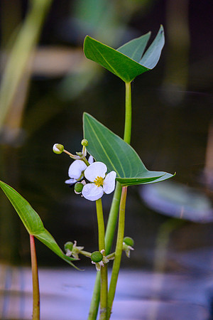 Water plants on Colin Lake.
