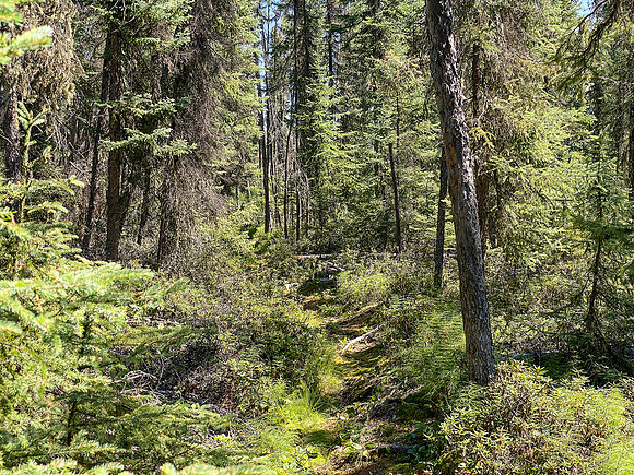 Portage between Settee and Colin Lake.