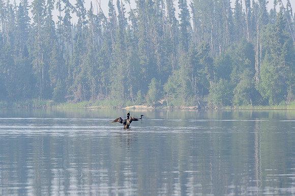 A loon vies for attention from its mate.