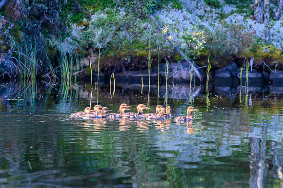 Ducklings on Minuhik Lake.