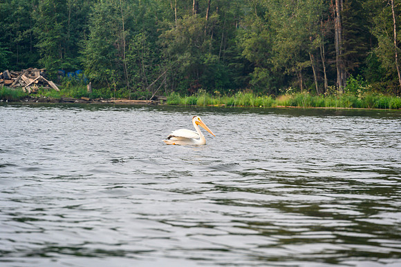 A pelican on the Churchill River.