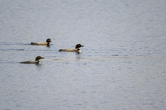 Loons on Soroski Lake.