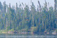 Flying loon.