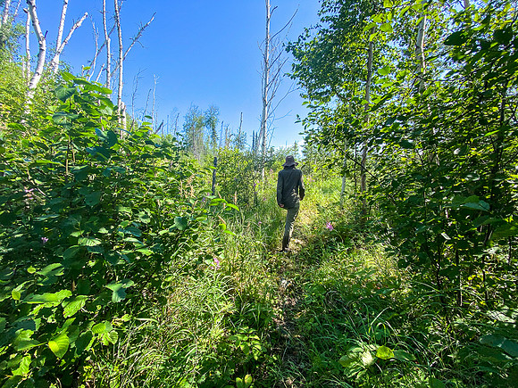 Portage into Colin Lake from the east.