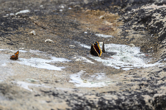 Butterflies on Soroski Lake.
