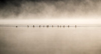 Merganser Ducks and rising mist on Telescope Lake.