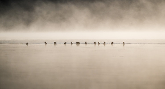 Merganser Ducks and rising mist on Telescope Lake.
