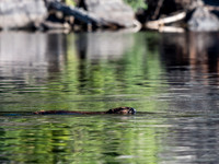 Beaver in Hjalmar Lakes.