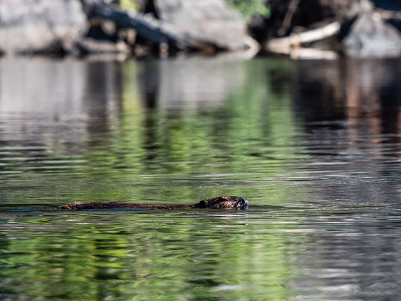 Beaver in Hjalmar Lakes.