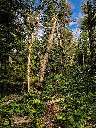 Portage trail between Peterson and Hatchet Lake.