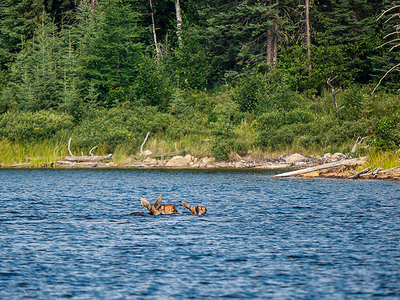 A cow and calf moose swim away from me in Upper Hatchet Lake.
