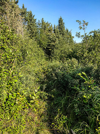 More of the overgrown portage trail.