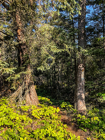 Portage between Page and the unnamed lake to Bell.