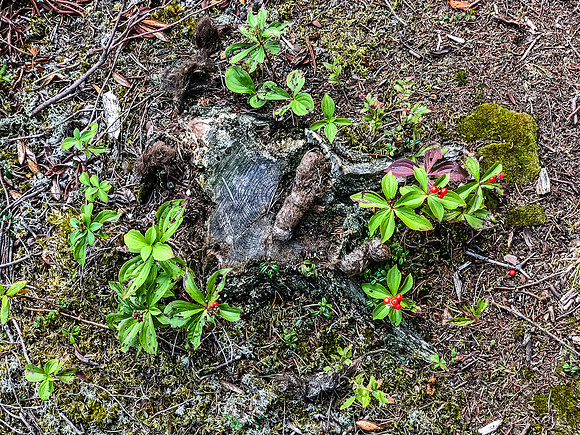 Portage trail between Peterson and Hatchet Lake.