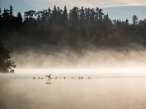 Merganser Ducks and rising mist on Telescope Lake.