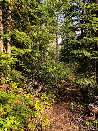 Portage trail between Peterson and Hatchet Lake.