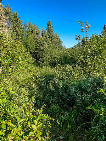 Very hard to find the portage trail in here!