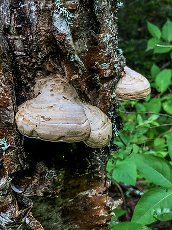 Portage trail between Hatchet and Peterson Lakes.