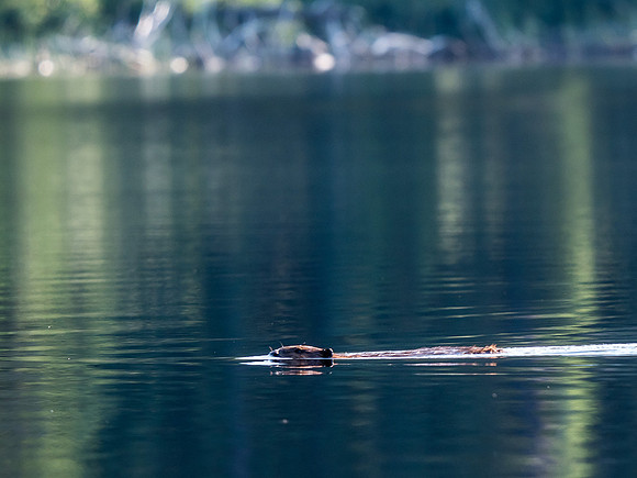 Beaver in Hjalmar Lakes.