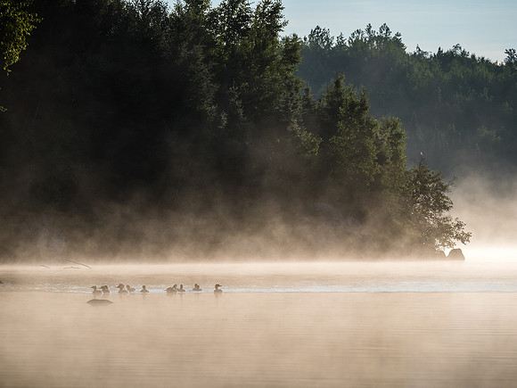 Merganser Ducks and rising mist on Telescope Lake.