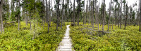 All right - here goes! Starting my solo trip on the boardwalk from Suffel Lake Road to Onnie Lake.