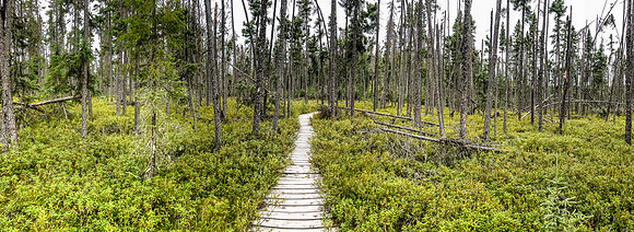 All right - here goes! Starting my solo trip on the boardwalk from Suffel Lake Road to Onnie Lake.
