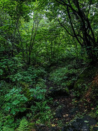 Portage trail from Douglas up to Hatchet Lake.