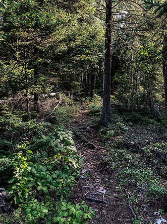Portage Trail between Hatchet and Upper Hatchet or Caribou Lake.