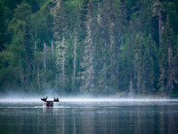 I heard splashing and found this guy 1 km down the lake feeding on the bottom plants.