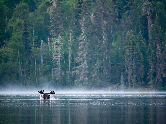 I heard splashing and found this guy 1 km down the lake feeding on the bottom plants.