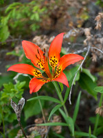 Wood Lily's are always a bright spot.