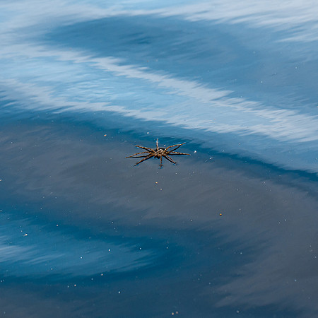 This spider was about the size of my palm.