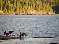 These are both bald eagles, one is still maturing.