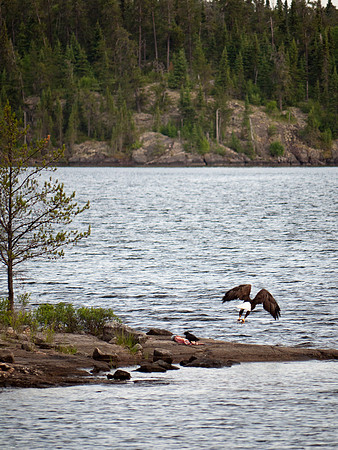 Eagles, vultures and sea gulls enjoyed the pike detritus.