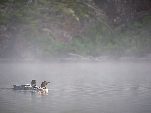 Serenaded by loons.