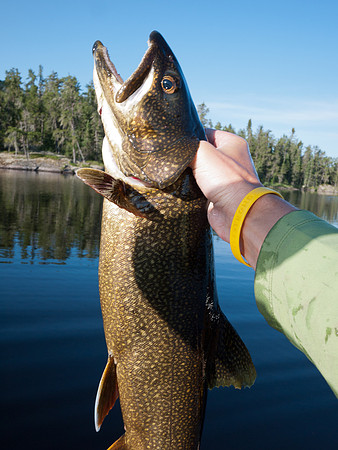 Even better was the species - a nice Lake Trout!