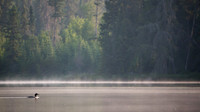 An early morning loon.