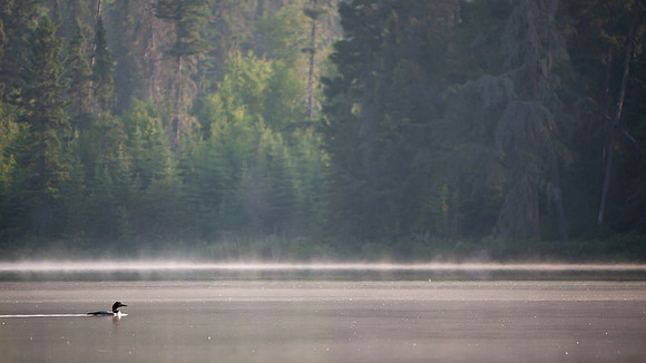 An early morning loon.