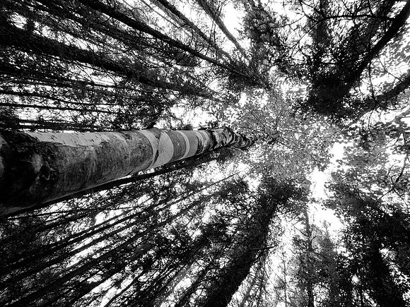 Trees gave good shade during the day.